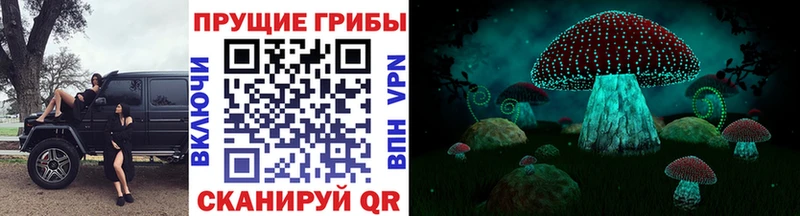 Галлюциногенные грибы Cubensis  хочу наркоту  Курчалой 